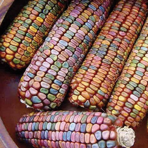 Bak- en Siermaïs 'Earth Tones Dent Corn'