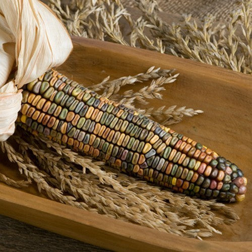 Bak- en Siermaïs 'Earth Tones Dent Corn'