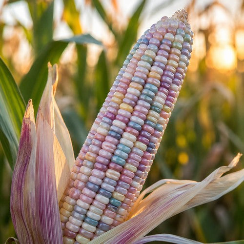 Baking and Ornamental Corn 'Ice Lady'