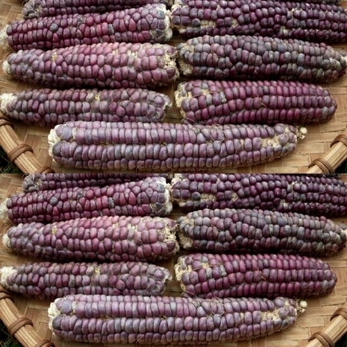 Bak- en Siermaïs 'Mandan Red Clay' / 'Lavender Mandan'