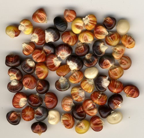 Baking and Ornamental Corn 'Mandaran Tiger'