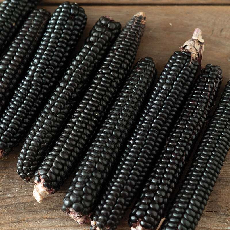 Baking and Ornamental Corn 'Montana Morado Maize'