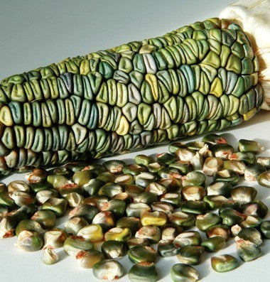 Bak- en Siermaïs 'Oaxacan Green'