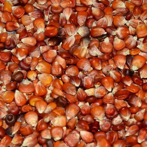 Bak- en Siermaïs 'Strubbes Orange'