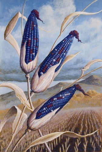 Bakmaïs 'Amino'