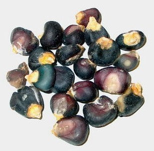 Bakmaïs 'Amino'