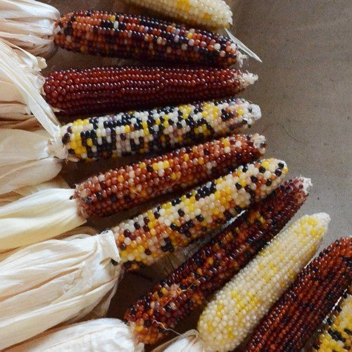 Popcorn 'Mini Mix'