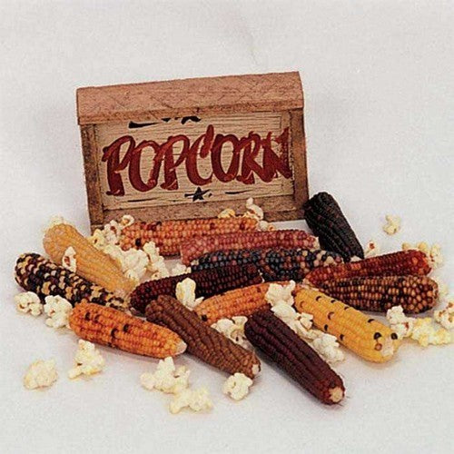 Popcorn 'Mini Mix'