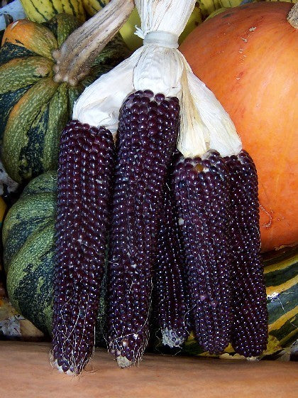 Pofmaïs 'Shaman'S Blue'F1 / 'Negro Cine''