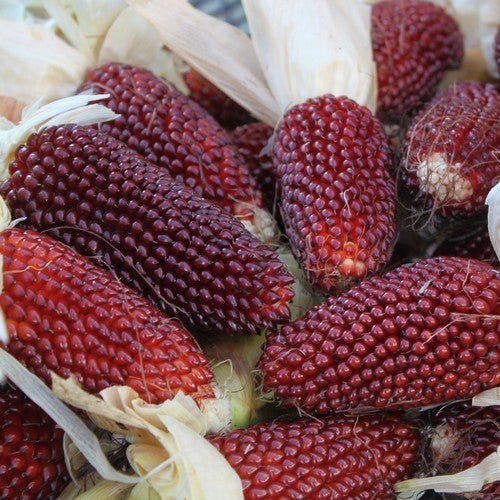 Pofmaïs 'strawberry Red'