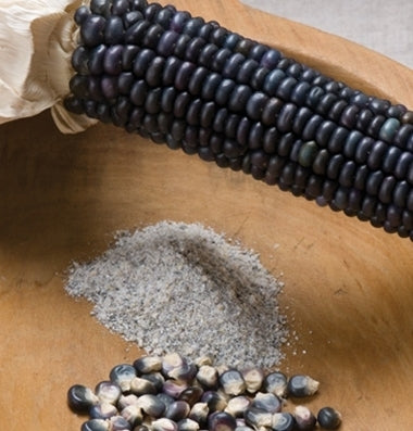 Indianenmaïs 'Blue Hopi' / 'Jerry Peterson Blue' / Krikk