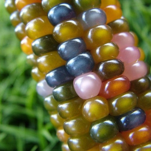 Indianenmaïs 'Glass Gem'
