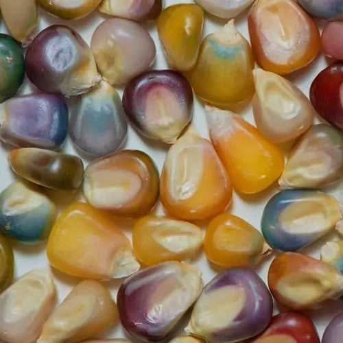 Indianenmaïs 'Glass Gem'