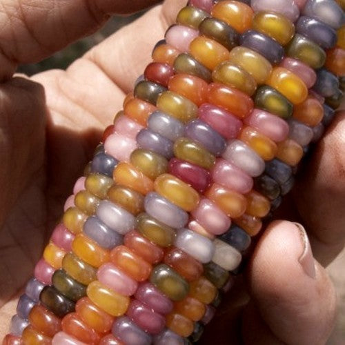 Indianenmaïs 'Glass Gem'