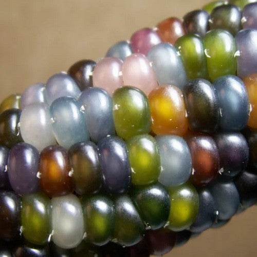 Indianenmaïs 'Glass Gem'