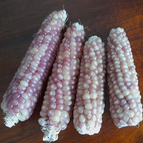 Indianenmaïs 'Pink Pearls'