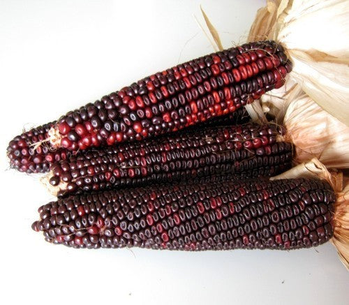 Sweetcorn 'Bloody Butcher'