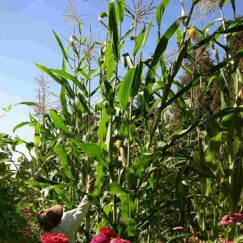 Sweetcorn 'Bloody Butcher'
