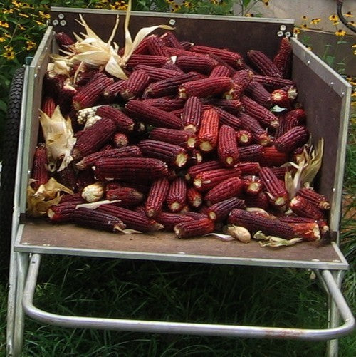 Sweetcorn 'Bloody Butcher'