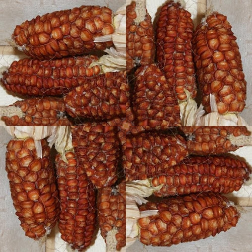 Suikermaïs 'Bronze Orange'