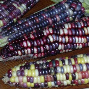 Suikermaïs 'Rainbow Inca' / 'Maricopa' / 'Paiute'