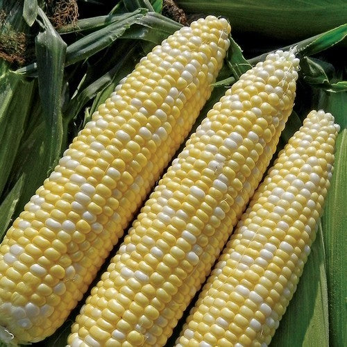 Suikermaïs 'Double Standard'