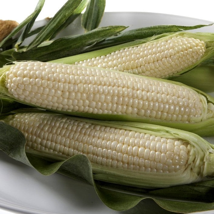 Sweetcorn 'Silver Thunder' F1