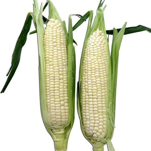 Sweetcorn 'Silver Thunder' F1