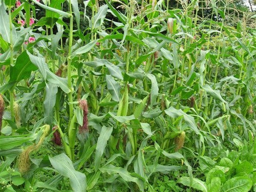 Suikermaïs 'Zoete Jan'
