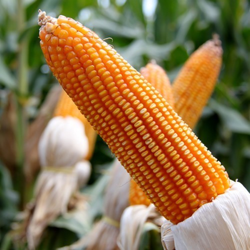 Forage Maize 'Geoxx' F1