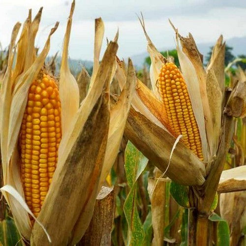 Forage Maize 'Geoxx' F1