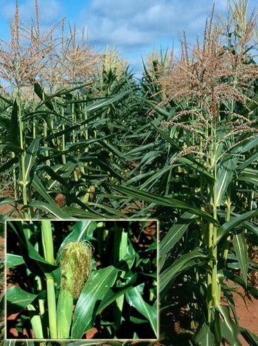 Forage Maize 'Geoxx' F1