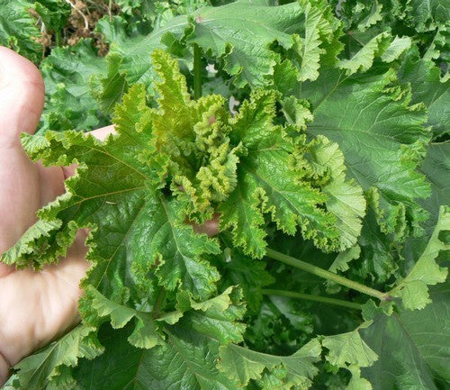 Mallow leaf 'Crispa'