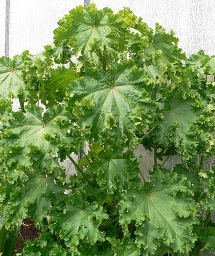 Mallow leaf 'Crispa'