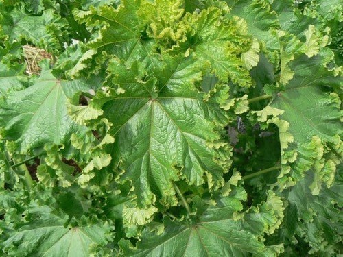 Mallow leaf 'Crispa'