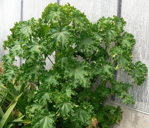 Mallow leaf 'Crispa'