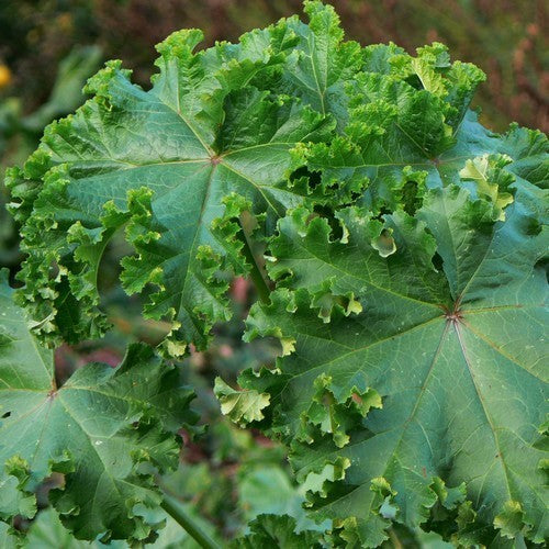 Mallow leaf 'Crispa'