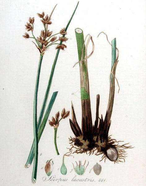 Bulrush