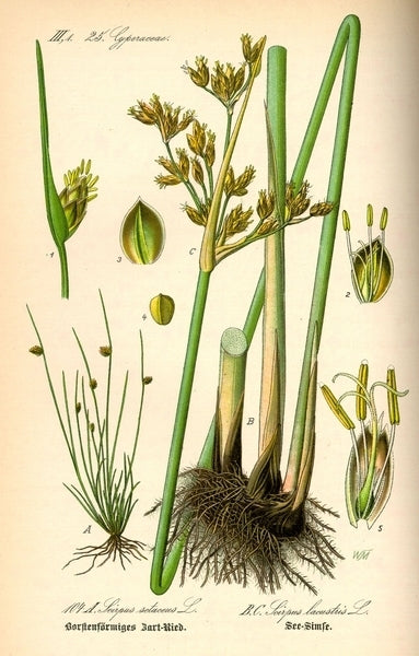 Bulrush