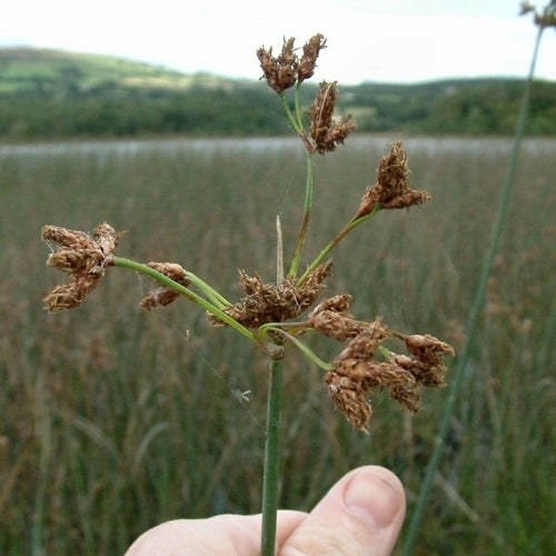 Bulrush