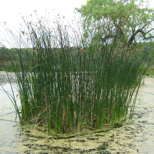 Bulrush