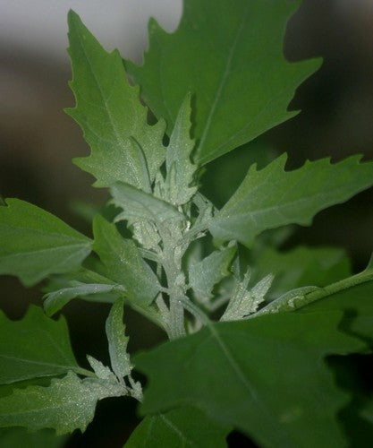 Melde 'Green Plume'