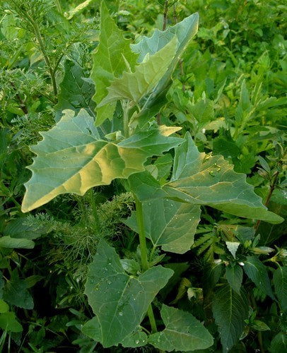 Melde 'Green Plume'