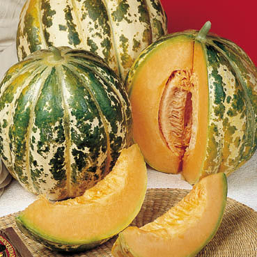 Cantaloupmeloen 'Oranje Ananas' / 'Ananas d'Amerique à Chair