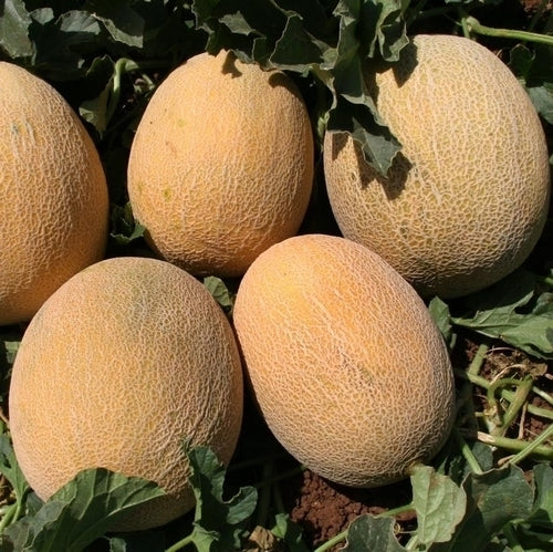 Cantaloupmeloen 'Oranje Ananas' / 'Ananas d'Amerique à Chair