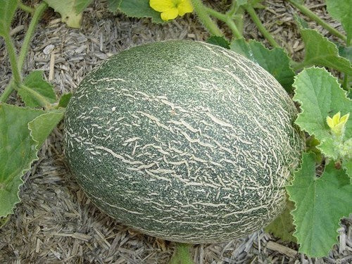 Cantaloupmeloen 'Groene Ananas' / 'Ananas d'Amerique à C
