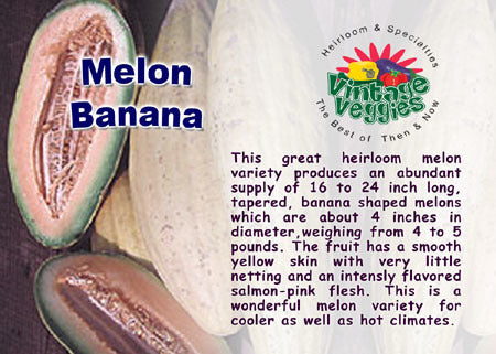 Cantaloupmeloen 'Banana'