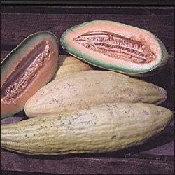 Cantaloupmeloen 'Banana'