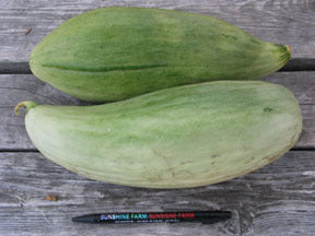 Cantaloupmeloen 'Banana'