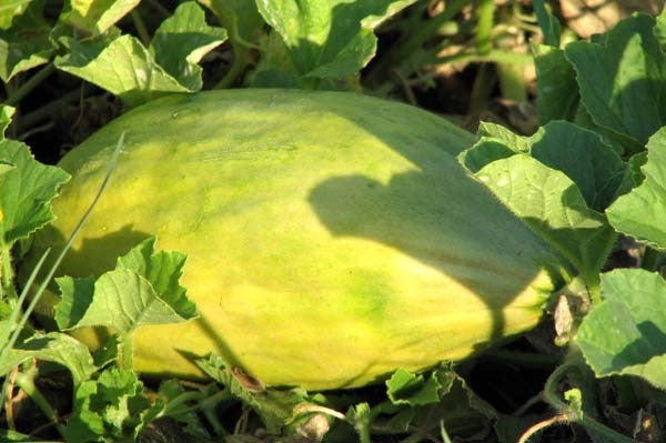 Cantaloupmeloen 'Banana'